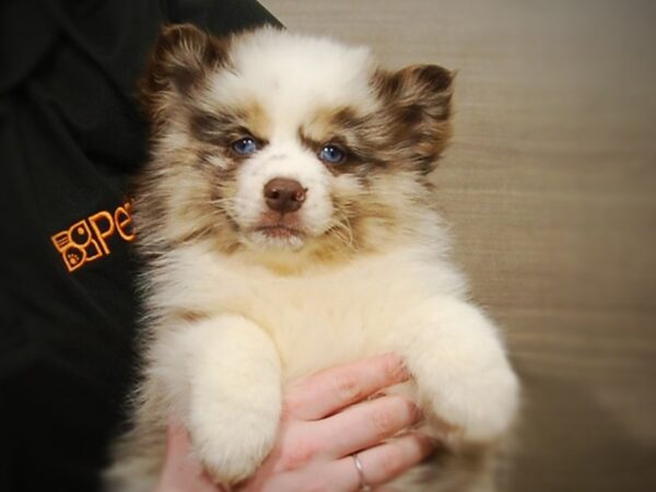 Pomsky DOG Female Red Merle 16988 Petland Iowa City, Iowa