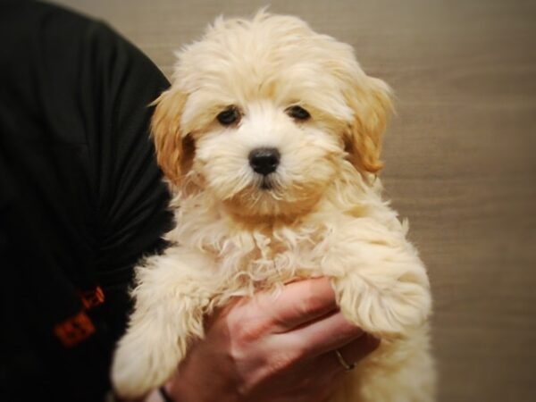 Maltipoo DOG Female Cream 16966 Petland Iowa City, Iowa