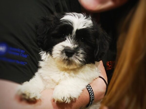 Shih Tzu/Poodle DOG Male Black & White 16967 Petland Iowa City, Iowa