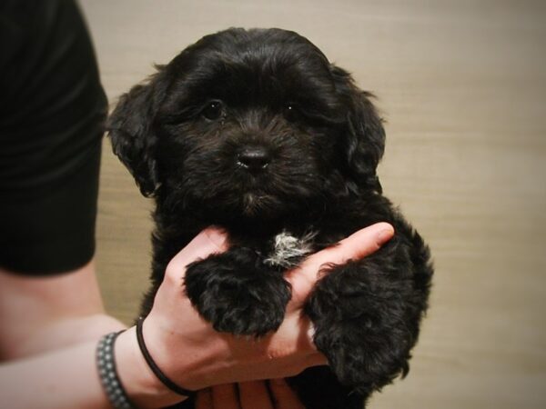 Shih Tzu/Poodle DOG Male Black 16968 Petland Iowa City, Iowa