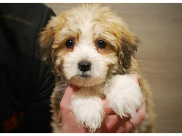 Havanese DOG Male Brown & White 16969 Petland Iowa City, Iowa