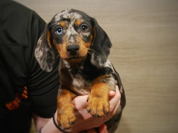 Dachshund DOG Male Daple 16970 Petland Iowa City, Iowa