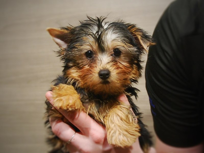 Yorkshire Terrier Dog Female Black & Gold 16971