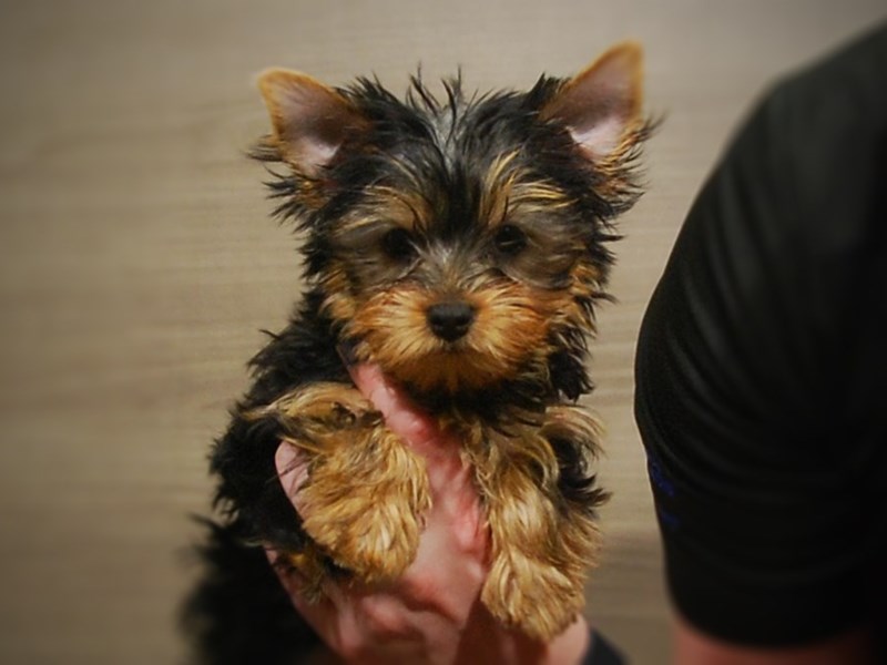 Yorkshire Terrier Dog Female Black & Gold 16972