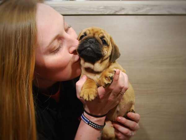 Mini Bulldog-DOG-Female-Fawn-16982-Petland Iowa City, Iowa