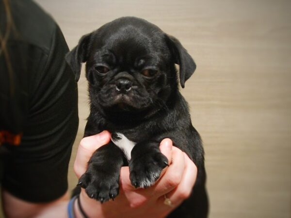 Pug DOG Male Black 16924 Petland Iowa City, Iowa