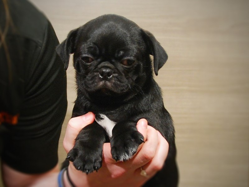 Pug Dog Male Black 16924