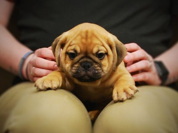 Mini Bulldog-DOG-Male-Fawn-16981-Petland Iowa City, Iowa