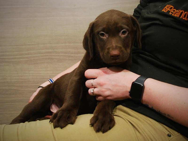 Labrador Retriever Dog Male Chocolate 16954