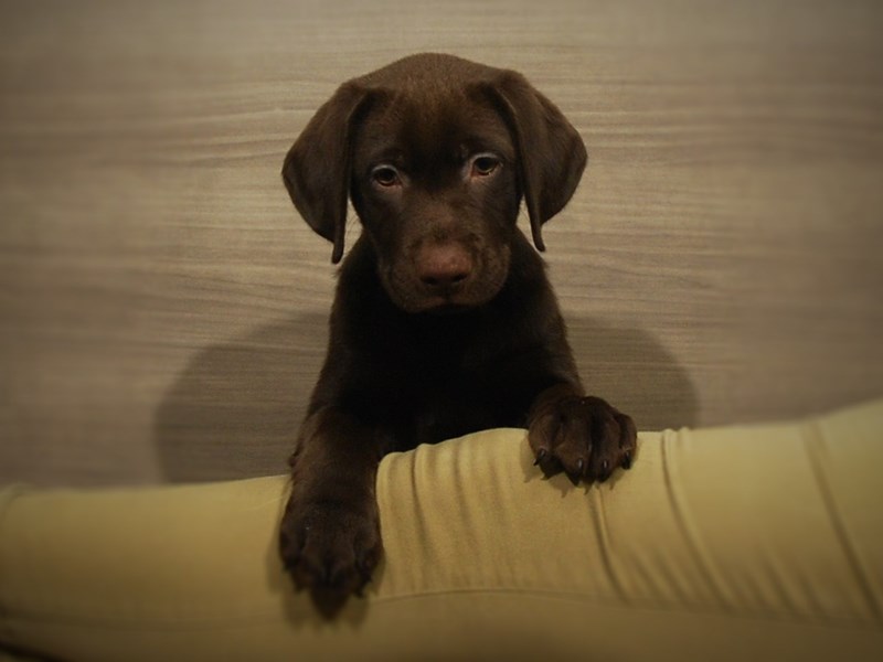 Labrador Retriever Dog Male Chocolate 16955