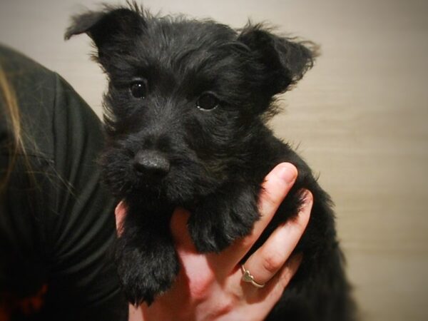 Scottish Terrier DOG Female Black 16956 Petland Iowa City, Iowa