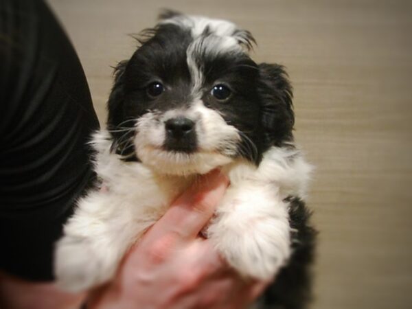 Shetland Sheepdog/Toy Poodle-DOG-Female-Black / White-16957-Petland Iowa City, Iowa