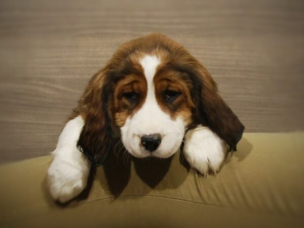 English Springer Spaniel-DOG-Female-Sable / White-16961-Petland Iowa City, Iowa