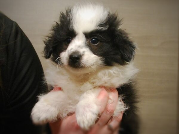 Shetland Sheepdog/Toy Poodle-DOG-Female-Black / White-16958-Petland Iowa City, Iowa