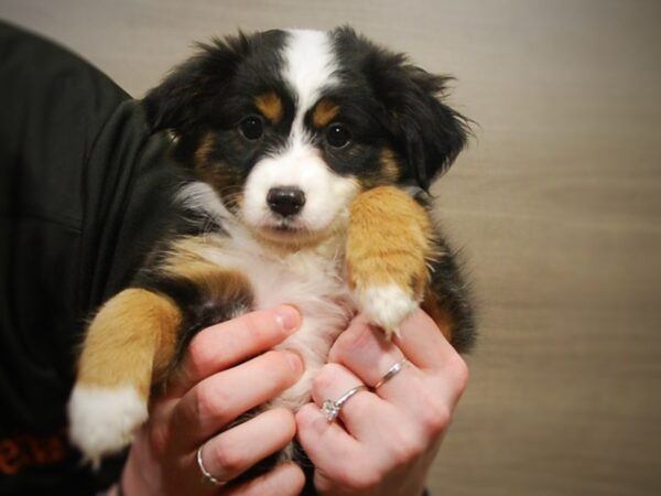 Australian Shepherd DOG Female Black / White 16959 Petland Iowa City, Iowa