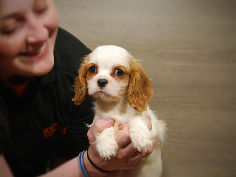 Cavalier King Charles Spaniel Dog Male Blenheim 16960