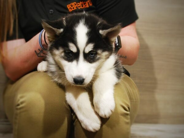 Siberian Husky DOG Female Black / White 16962 Petland Iowa City, Iowa