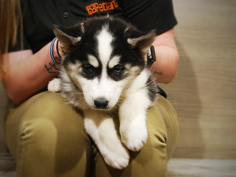 Siberian Husky Dog Female Black / White 16962