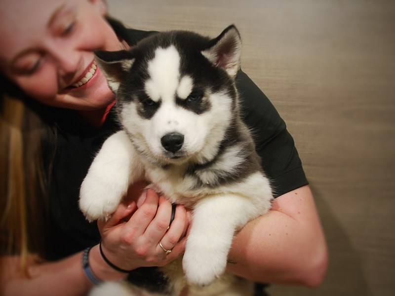 Siberian Husky Dog Male Black / White 16963