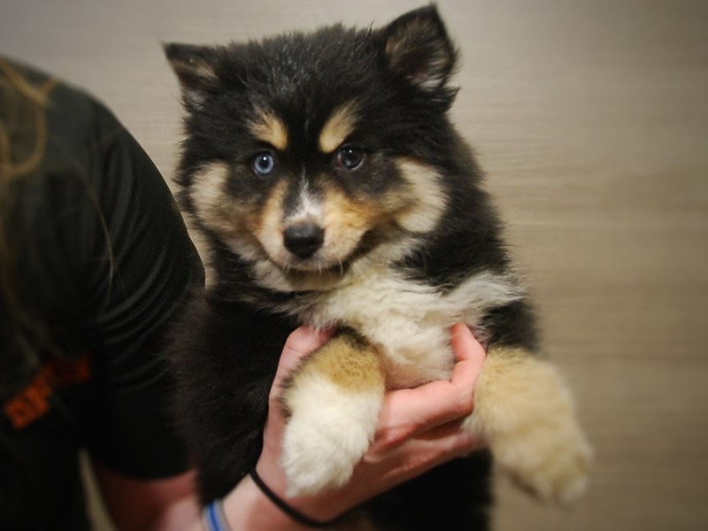 Pomsky Dog Female Black / Tan 16964