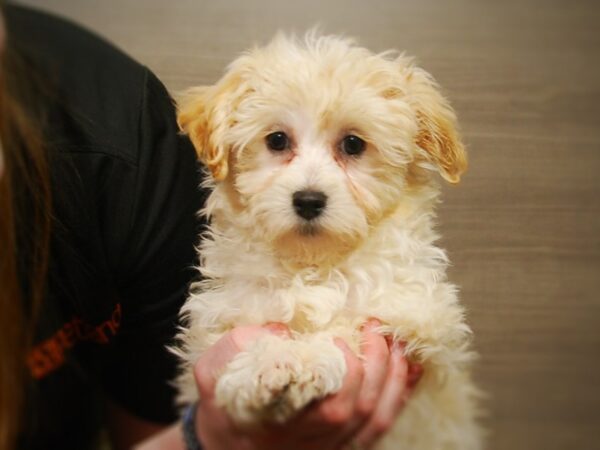 Havanese DOG Male Cream 16973 Petland Iowa City, Iowa