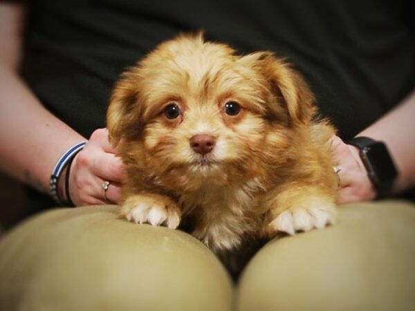 Havanese/Pomeranian DOG Male Tan 16974 Petland Iowa City, Iowa