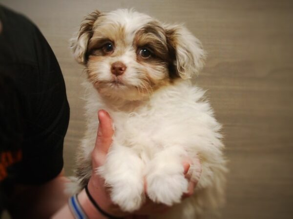 Havanese/Pomeranian DOG Male Chocolate/Tan/White 16975 Petland Iowa City, Iowa