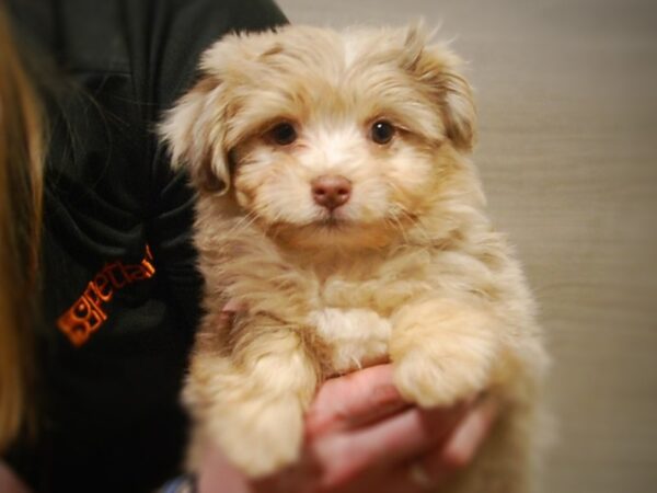 Havanese/Pomeranian DOG Male Chocolate Merle 16976 Petland Iowa City, Iowa