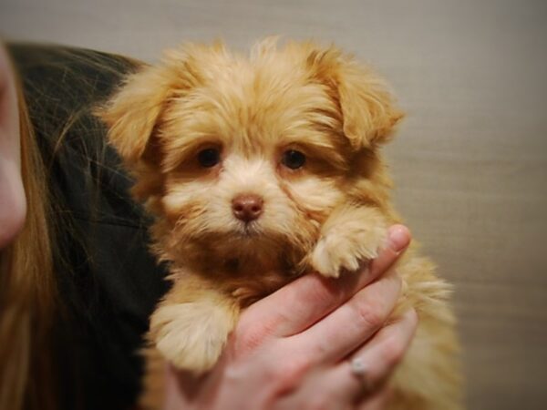 Havanese/Pomeranian-DOG-Male-Tan-16977-Petland Iowa City, Iowa