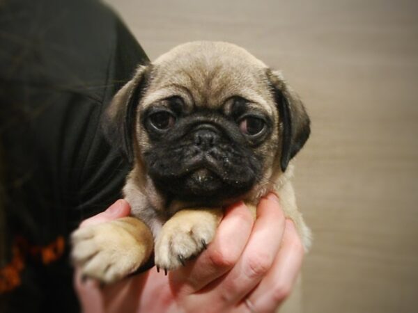 Pug DOG Male Fawn 16979 Petland Iowa City, Iowa