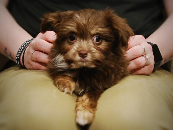 Havanese/Pomeranian-DOG-Male-Chocolate & White-16978-Petland Iowa City, Iowa