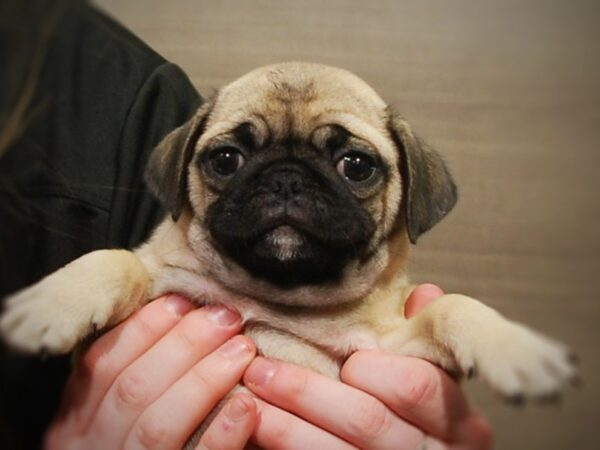 Pug DOG Female Fawn 16980 Petland Iowa City, Iowa