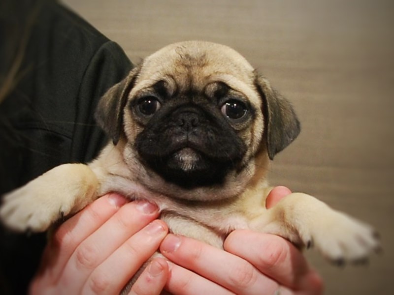 Pug Dog Female Fawn 16980