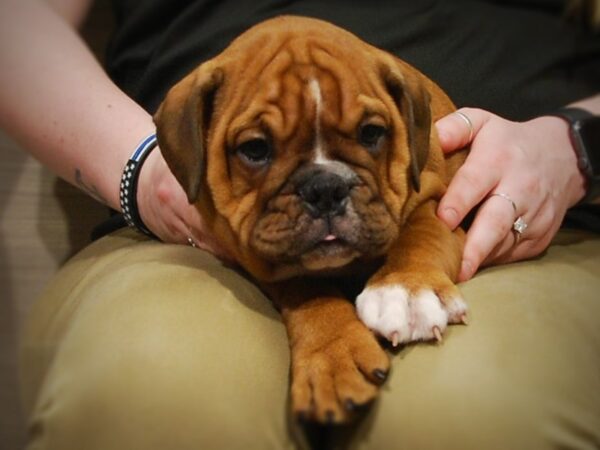 English Bulldog DOG Male Red 16983 Petland Iowa City, Iowa