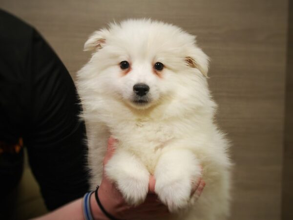 American Eskimo DOG Female White 16984 Petland Iowa City, Iowa