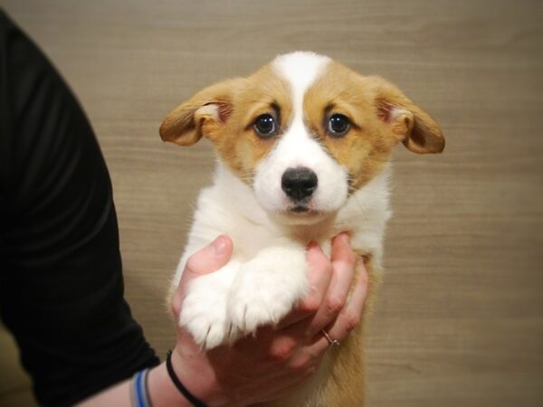 Pembroke Welsh Corgi-DOG-Male-Red / White-16985-Petland Iowa City, Iowa