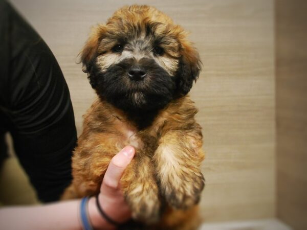 Soft Coated Wheaten Terrier DOG Male Wheaten 16986 Petland Iowa City, Iowa