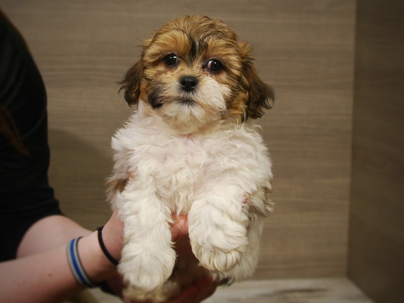Teddy Bear Dog Female Brown / White 16987