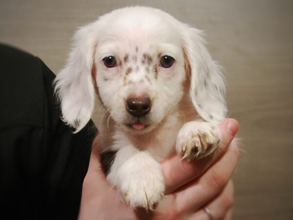 Dachshund DOG Female White & Chocolate 16989 Petland Iowa City, Iowa