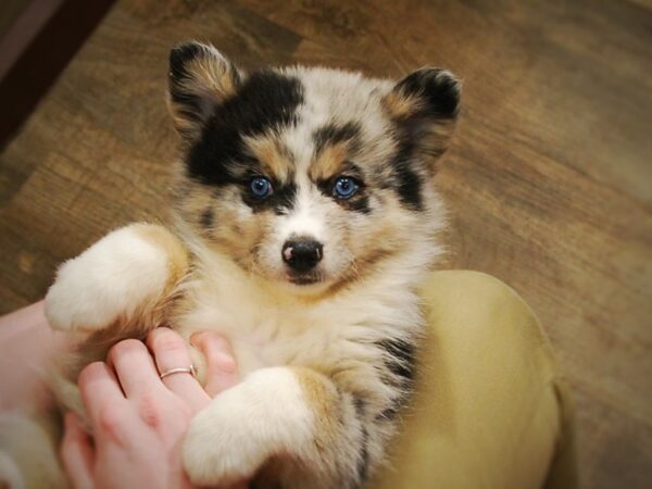 Pomsky DOG Female Blue Merle 16990 Petland Iowa City, Iowa