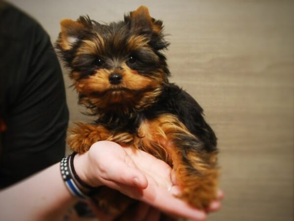 Yorkshire Terrier DOG Male Black & Gold 16991 Petland Iowa City, Iowa