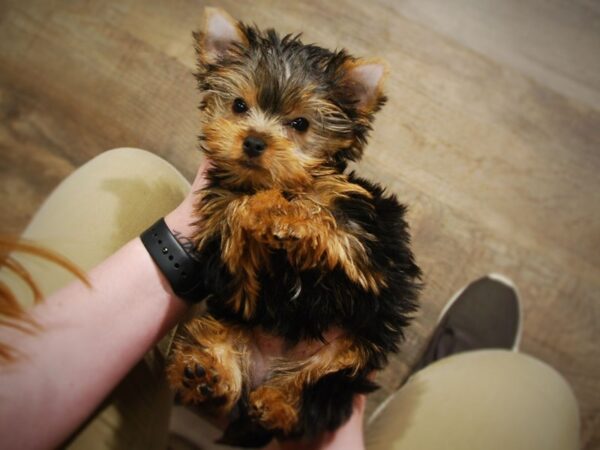 Yorkshire Terrier DOG Male Black & Gold 16992 Petland Iowa City, Iowa