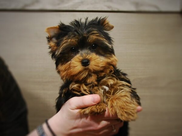 Yorkshire Terrier DOG Female Black & Gold 16993 Petland Iowa City, Iowa