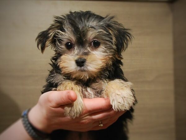 Yorkshire Terrier/Maltese DOG Male Black 16994 Petland Iowa City, Iowa