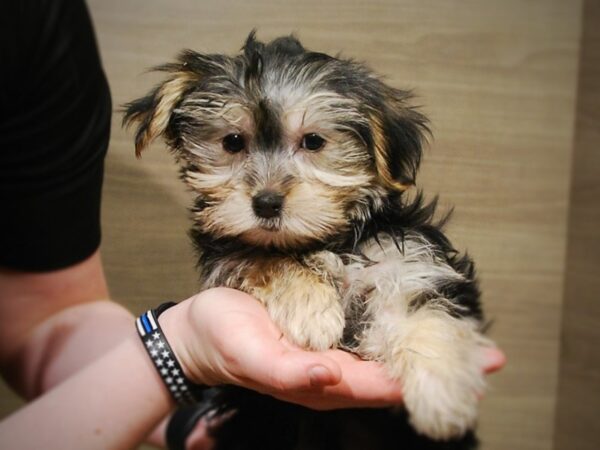 Yorkshire Terrier/Maltese-DOG-Female-Black-16995-Petland Iowa City, Iowa