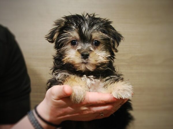 Yorkshire Terrier/Maltese-DOG-Female-Black-16996-Petland Iowa City, Iowa