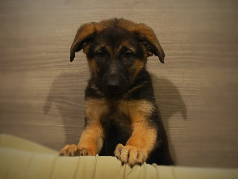 German Shepherd Dog Female Black and Tan 16997