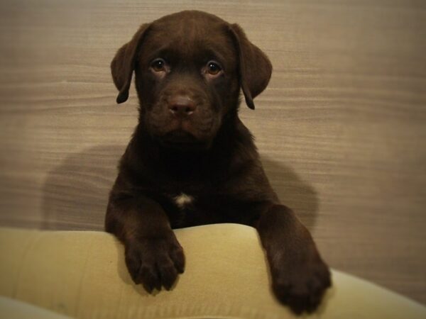 Labrador Retriever DOG Male Chocolate 16999 Petland Iowa City, Iowa