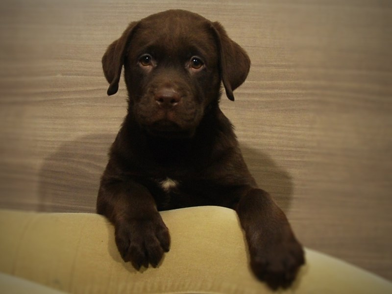 Labrador Retriever Dog Male Chocolate 16999