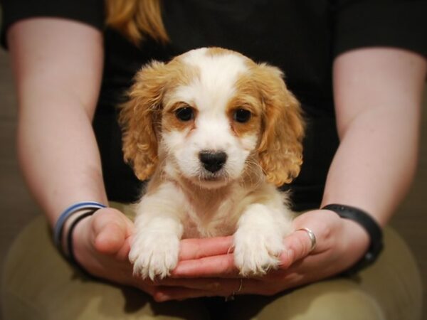 Cavapoo DOG Female blenheim 17000 Petland Iowa City, Iowa